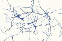 Ward's Science GRAM STAIN, BACTERIA TYPE SEPARATE SMEAR