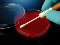 Microbiologics Inc Quality Control Organism Kwik-Stik™ Duo-Pak™ Streptococcus Mitis NCIMB 13770 Lyophilized Pellet