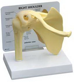 Alimed Basic Shoulder Model GPI Anatomicals Full Size