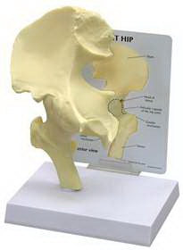 Alimed Basic Hip Model GPI Anatomicals Full Size