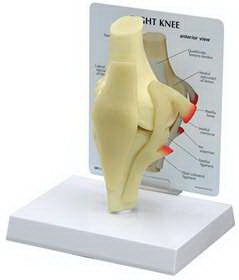 Alimed Basic Knee Model GPI Anatomicals Full Size