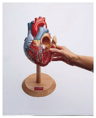 Fisher Scientific Human Heart Model Denoyer Geppert Company