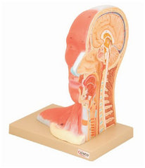 Fisher Scientific Median Section of Human Head Model EISCO Adult 2.6 lbs