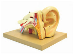 Fisher Scientific 5 Part Human Ear Model EISCO