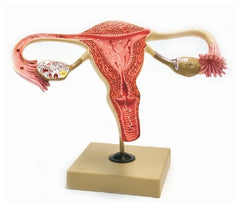 Fisher Scientific Human Ovary Model EISCO Female