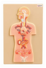 Fisher Scientific Endocrine Glands Model EISCO 2.2 lbs.