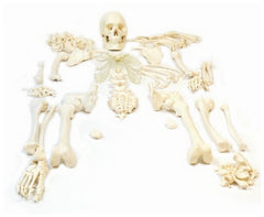 Fisher Scientific Disarticulated Skeleton Model EISCO PVC Plastic