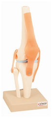 Fisher Scientific Human Knee Joint Model EISCO 750 Gram