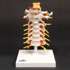 Patterson Medical Supply Flexible Cervical Vertebral Column FEI 7 Inch Height 1 lbs.