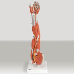 Patterson Medical Supply Muscular Anatomy of the Arm and Shoulder 3/4 Lif Size 4 lbs.