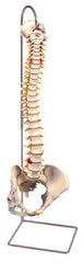 Fabrication Enterprises Functional Spine with Female Pelvis Model 6 lbs.