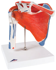 Fabrication Enterprises Shoulder Joint with Rotator Cuff Model 2 lbs.