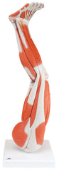 Fabrication Enterprises Muscular Leg Model 11 lbs.