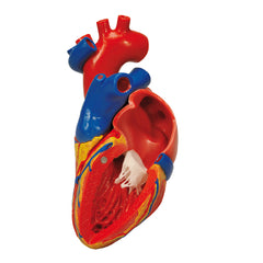 Fabrication Enterprises Heart with Bypass Model 1 lb.