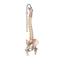 Fabrication Enterprises Flexible Spine Model 3B Scientific® 3.9 lbs.