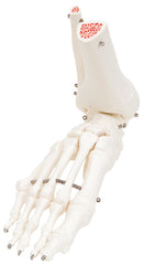 Fabrication Enterprises Loose Bones Right Leg Skeleton with Hip Bone 3 lbs. Plastic
