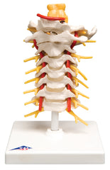 Fabrication Enterprises Cervical Spinal Column Model 2 lbs.