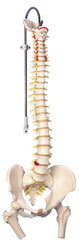 Fabrication Enterprises Flexible Spine with Femur Heads Model 6 lbs.