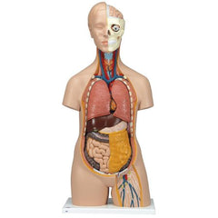 Fabrication Enterprises 12 Part Torso Model 3B Scientific® Non-Gender Specific 10.14 lbs. Plastic