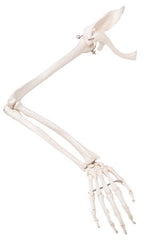 Fabrication Enterprises Right Arm Skeleton with Scapula and Clavicle 2 lbs. Plastic
