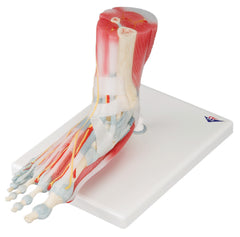 Fabrication Enterprises Foot Skeleton with Removeable Ligaments and Muscles 2 lbs.