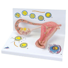 Fabrication Enterprises Stages of Fertilization and of the Embryo Model 3B Scientific® 2.65 lbs.