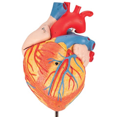 Fabrication Enterprises 4 Part Heart Model 3B Scientific® 2.87 lbs.
