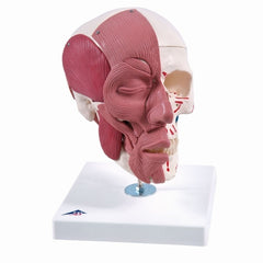 Fabrication Enterprises Skull with Facial Muscles Model 3B Scientific® 2.38 lbs.