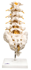 Fabrication Enterprises Lumbar Spinal Column Model 2 lbs.