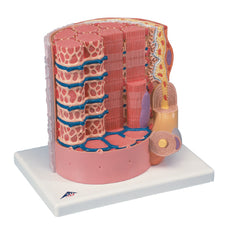 Fabrication Enterprises Muscle Fiber Model MICROanatomy™ 6 lbs.