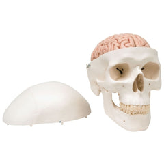 Fabrication Enterprises Human Skull with 5 part Brain Model 3B Scientific® 2.43 lbs. Plastic