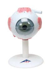 Fabrication Enterprises Human 6-Part Eye Model 3 lbs.