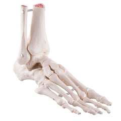 Fabrication Enterprises Loose Bones Left Foot Skeleton with Ankle