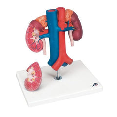Fabrication Enterprises Kidney with Vessels Model 3B Scientific® 2.20 lbs.