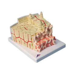 Fabrication Enterprises Bone Structure Model 3B MICROanatomy™ 1.76 lbs.
