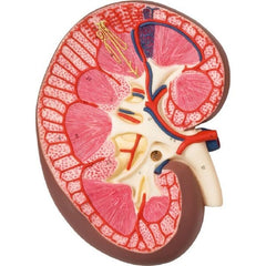 Fabrication Enterprises Kidney Section Model 3B Scientific® 2.2 lbs.