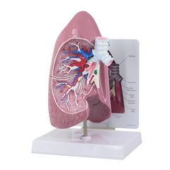 Fabrication Enterprises Lung Model 3B Scientific®