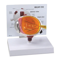 Fabrication Enterprises Eye Model 3B Scientific®