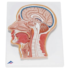 Fabrication Enterprises Median Section of Head Model 3B Scientific® 2.20 lbs.