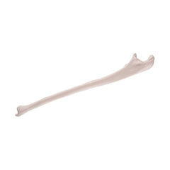Fabrication Enterprises Ulna Model 3B Scientific® 0.11 lbs. Plastic