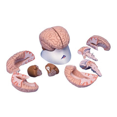 Fabrication Enterprises 8 Part Brain Model 3B Scientific® 1.98 lbs.