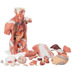 Fabrication Enterprises Muscle Torso Model 48 lbs.