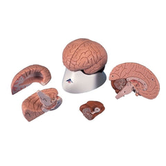 Fabrication Enterprises 4 Part Brain Model 3B Scientific® 1.98 lbs.
