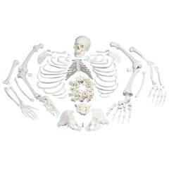 Fabrication Enterprises Disarticulated Full Human Skeleton with 3 Part Skull Model 3B Scientific® 10.58 lbs.