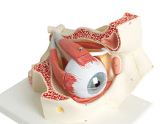 Fabrication Enterprises Human Eye Model 3 lbs.