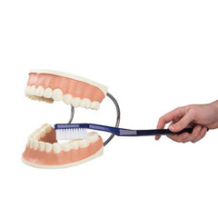 Fabrication Enterprises Giant Dental Care Model 3B Scientific® 3.30 lbs.