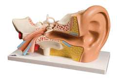 Fabrication Enterprises Human Ear Model 4 lbs.