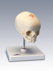 Fabrication Enterprises Fetal Skull Model 3B Scientific® 0.44 lbs.