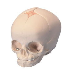 Fabrication Enterprises Fetal Skull Model 3B Scientific® 0.33 lbs.