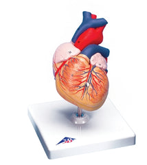 Fabrication Enterprises Human Heart Model 2 lbs.